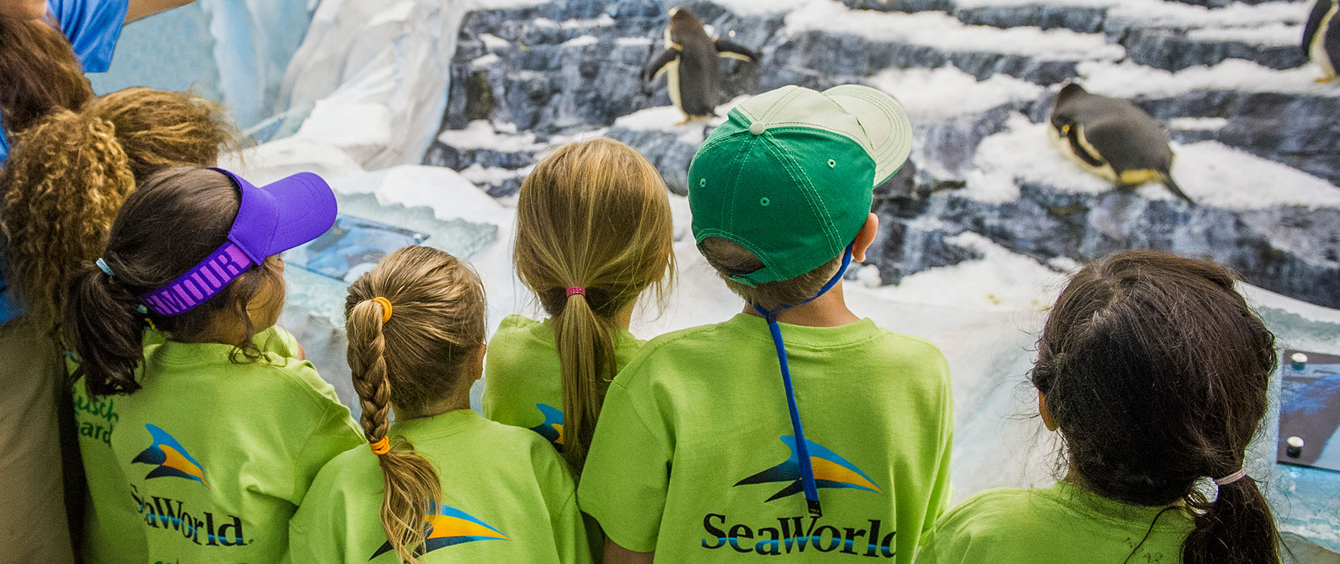 SeaWorld Orlando Summer Day Camps Cool Kids Camps